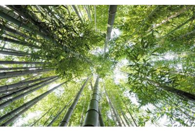 Upward shot of bamboo forest