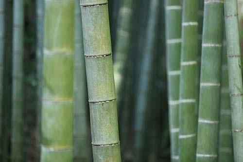moso bamboo close up